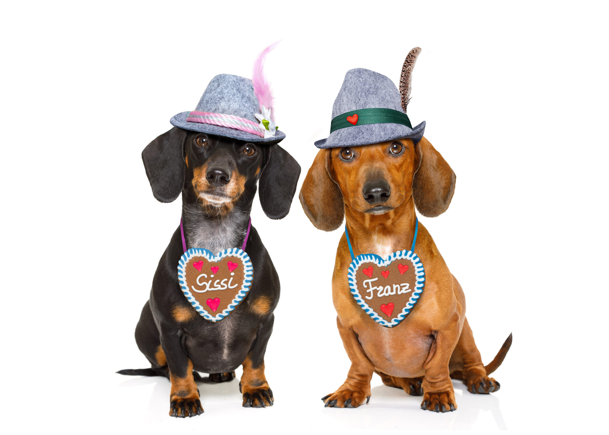 Bavarian,Dachshund,Or,Sausage,Dogs,Couple,With,Gingerbread,And,Mug